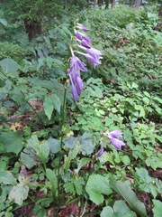 Hosta sieboldii