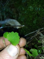 Brachyglottis sciadophila