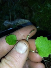 Brachyglottis sciadophila