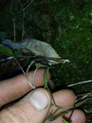 Brachyglottis sciadophila