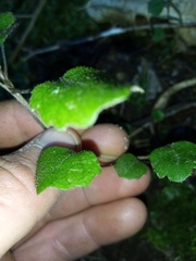 Brachyglottis sciadophila