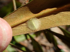 Nymphidae