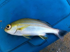 Parapristipoma trilineatum