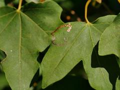 Stigmella aceris