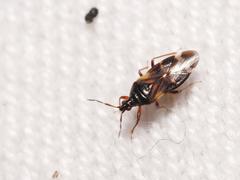 Anthocoris nemoralis