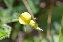 Crotalaria sagittalis