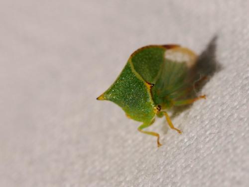 Buffalo treehopper