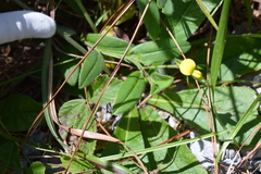 Crotalaria sagittalis
