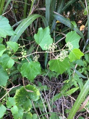 Ampelopsis glandulosa heterophylla