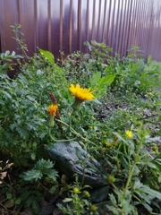 Sonchus arvensis uliginosus