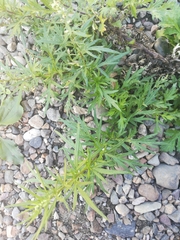 Artemisia vulgaris