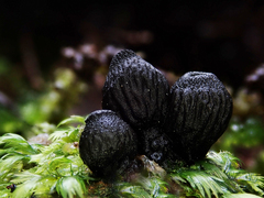 Plectania rhytidia