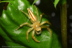 Telamonia dimidiata