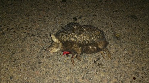 Indian Long-eared Hedgehog
