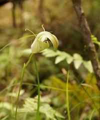 Pterostylis baptistii
