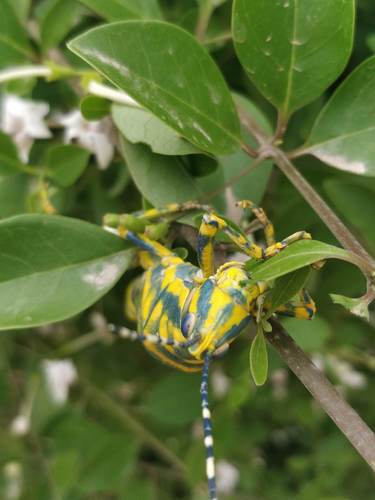 Painted Grasshopper
