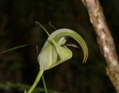 Pterostylis baptistii