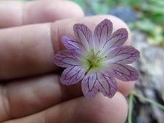 Geranium versicolor