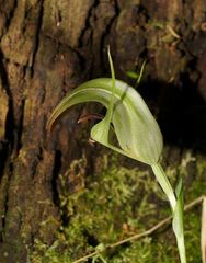 Pterostylis baptistii