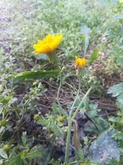 Sonchus arvensis