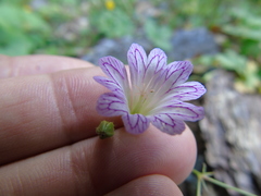 Geranium versicolor