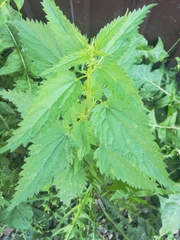 Urtica dioica