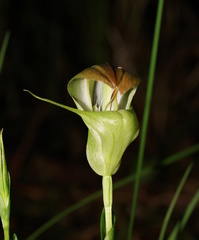 Pterostylis baptistii