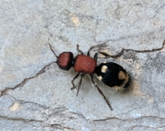 Ronisia brutia