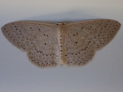 Scopula sublinearia