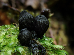 Plectania rhytidia