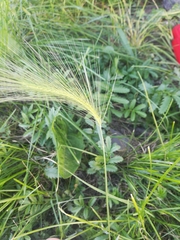 Hordeum jubatum