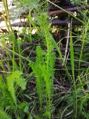 Achillea millefolium