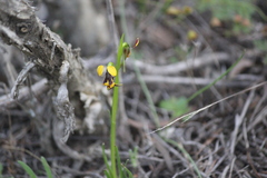 Diuris palustris