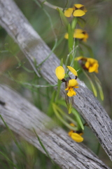 Diuris palustris