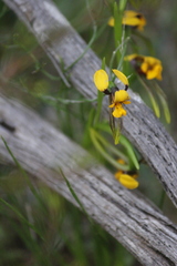 Diuris palustris