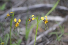 Diuris palustris