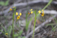 Diuris palustris