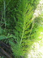 Achillea millefolium