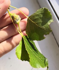 Pemphigus spyrothecae