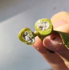 Pemphigus spyrothecae