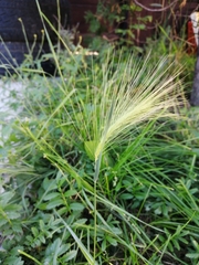Hordeum jubatum