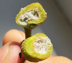 Pemphigus spyrothecae