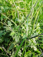 Sisymbrium officinale