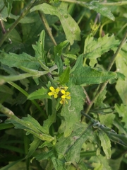Sisymbrium officinale