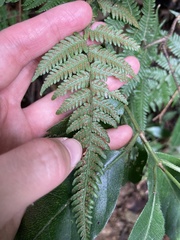 Tracheophyta