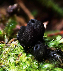 Plectania rhytidia