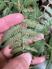 Tracheophyta