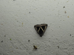 Chalciope