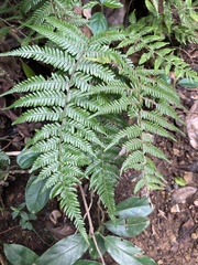 Tracheophyta