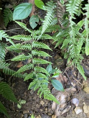 Tracheophyta